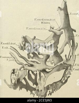 The American journal of anatomy . reland, vol. 30, p. II,November 