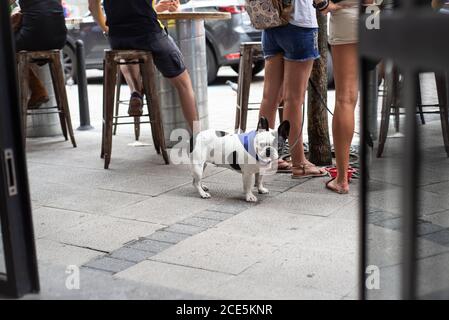 Black and white female French bulldog outside a bar next to its owner and friends in Santander, Cantabria, Spain during Santander Festivity. July 2019 Stock Photo