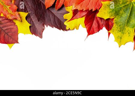 Autumn composition, frame of autumn colored leaves set Stock Photo