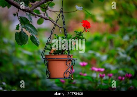 Bright red geranium flowers in a hanging flower pot with a background of blurred green leaves and plants in Stockholm, Sweden Stock Photo