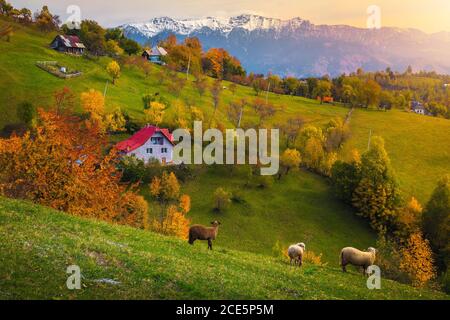Idyllic autumn countryside landscape with grazing sheeps and snowy mountains in background. Colorful deciduous trees on the hills at sunset, Magura vi Stock Photo
