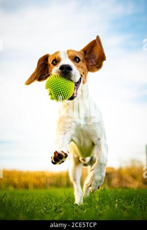 Portrait of beautiful dog outdoors,Running full of positive energy Stock Photo