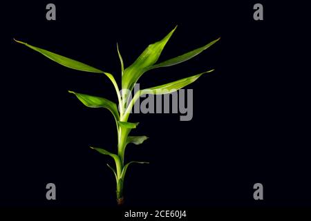 bamboo stalks on black background Stock Photo