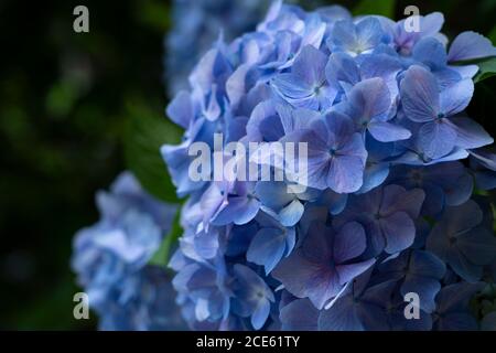 Japanese blue hydrangea close up. Japanese style image Stock Photo