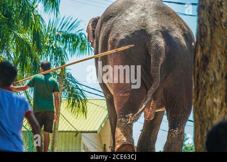 Elephant orphanage (Sri Lanka Pinnawara) Stock Photo