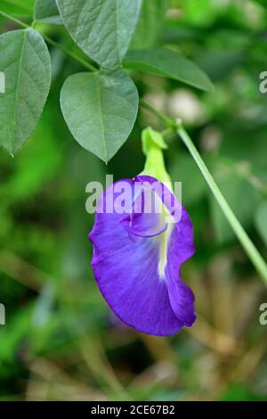 Closeup a Butterfly Pea or Aparajita Flower Blooming on the Tree Stock Photo