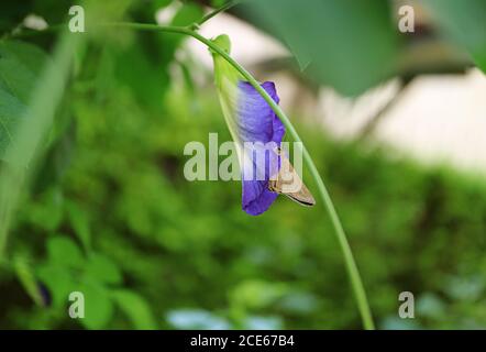 One Small Brown Butterfly Correcting Nectar on a Blooming Butterfly Pea Flower Stock Photo
