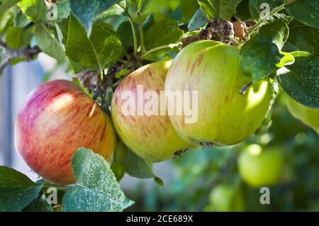 new apples on a apple tree Stock Photo