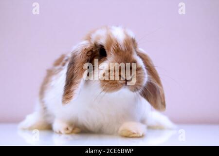 Photo shoot with a young dwarf rabbit Stock Photo