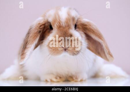 Photo shoot with a young dwarf rabbit Stock Photo