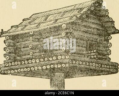 . Barn plans and outbuildings . Fig. 320—RUSTIC PIGEON HOUSE. Fig. 321—TOG CABIN PIGEON HOUSE place. Herewith are given some engravings of simplepole houses, and one which may appropriately be set,as exhibited, upon a roof. For convenience of examina-tions pigeon houses should have the roof keyed on so asto be lifted off. The roofs should have wide, projecting SWISS PIGEON HOUSE 319 eaves and gable ends, to keep out the rain. The housesshould be fastened very securely by iron straps, shapedlike the letter L inverted, screwed to the bottom ofthe structures and to the side of the post. The posts Stock Photo