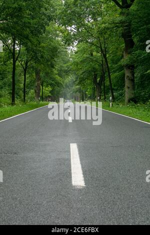 An empty blacktop two-lane road in deep lush green forest with copy space