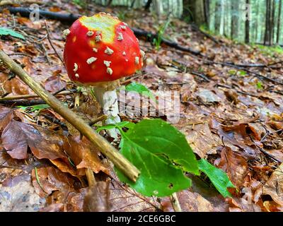 Red poisonous mushrooms in a beautiful forest. Stock Photo