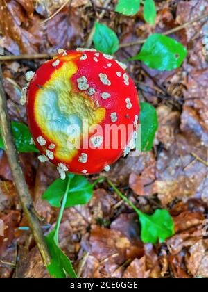 Red poisonous mushrooms in a beautiful forest. Stock Photo