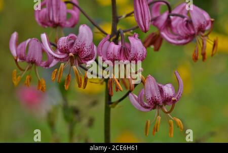 martagon lily, turban lily, Turk's-cap lily Stock Photo