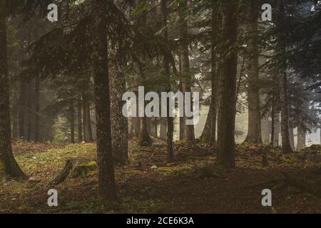 A misty atmospheric pine forest in the Swiss alps. Moss and lichen cover the trees and rocks in the damp lush forest setting. Stock Photo