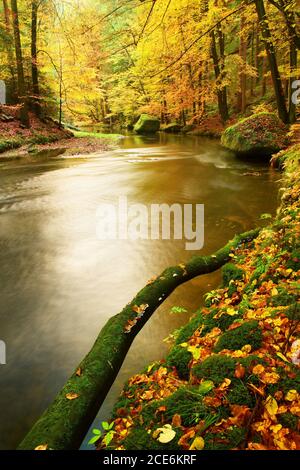 Fallen yellow and orange aspen leaves cover the trails on the San ...