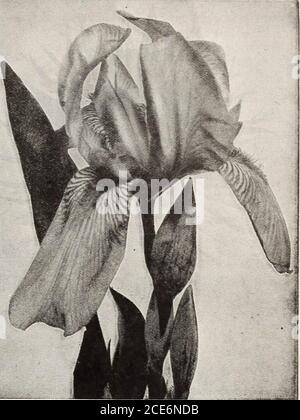 . Germain : [catalog] . s feathered with white BLUE MABEL. Carmine purple, with black blotches CARL HOLZM ANN. Upper petals blotched black on a scarlet ground DUCHESS OF WESTMINSTER. Ground color pink and white with crimson blotches YSENBERG. Beautiful shade of light red with white center. Petals feathered with white MRS. KRUMB. A lovely shade of pale soft rose with upper petals blotched purplish red DIRECTOR SIEBERT. A gorgeous variety. Color fiery red with black blotches on all of the petals JOHN MARTIN. Beautiful light purplish maroon JOSEPH dTOUPLER. Red ground with edges of the petals whi Stock Photo