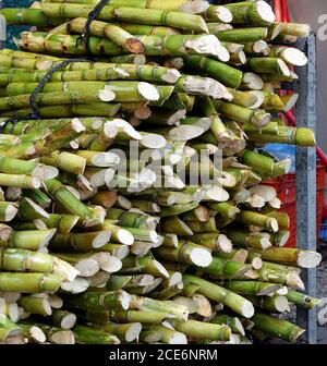 Bundles of fresh sugar cane for extracting the juice Stock Photo