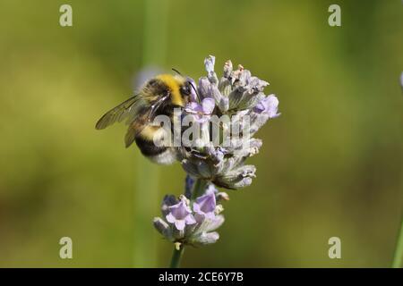 Bumblebee (Bombus), family apidae on flowers of lavender (Lavandula), family Lamiaceae in a Dutch garden. Netherlands July Stock Photo