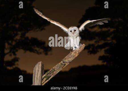 Barn owl displaying its characteristic heart-shaped facial disc and golden buff upperparts. Elegant British owl and popular wildlife subject. Stock Photo