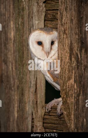 Barn owl displaying its characteristic heart-shaped facial disc and golden buff upperparts. Elegant British owl and popular wildlife subject. Stock Photo