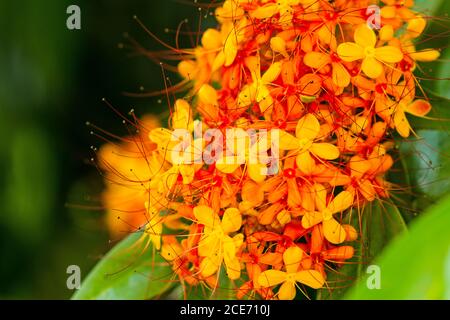 The colorful orange and yellow blooms of Saraca asoca (Saraca indica Linn, Asoka; Saraca) Stock Photo