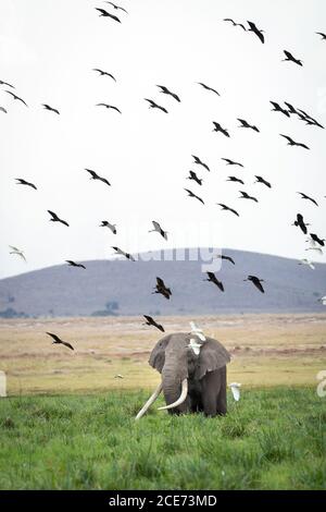 Elephant bull with huge tusks feeding on green grass with a flock of egrets flying above him in Amboseli in Kenya Stock Photo