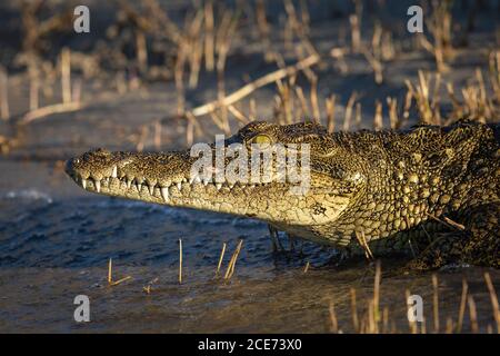 Nile crocodile walking into water in Chobe River in Botswana Stock Photo