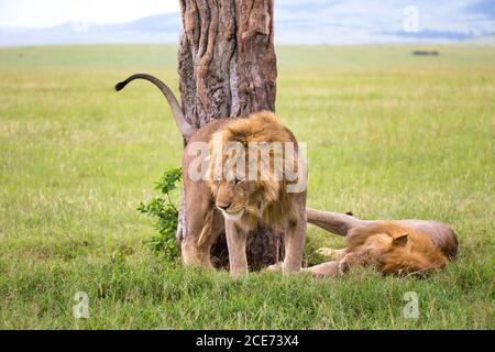 Two big lions show their emotions to each other in the savanna of Kenya Stock Photo