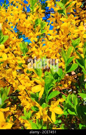 Spring yellow Forsythia europaea blossom in sun rays Stock Photo