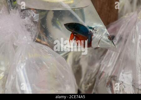 The ornamental fish merchant was holding a plastic bag contain with a  siamese fighting fish, preparing the ornamental fish for sell Stock Photo -  Alamy