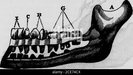 . The hydropathic family physician : a ready prescriber and hygienic adviser with reference to the nature, causes, prevention, and treatment of diseases, accidents, and casualties of every kind . JAWS AND TEETH OF AN OUEANS-OUTANO.Fig. 272. 11 A. HUMAN JAW AND TEETH. 800 The Hunger-Cure. Fig. 278. Stock Photo