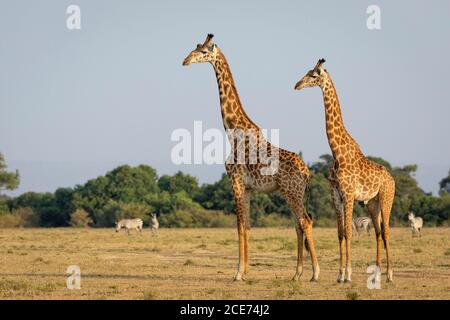 Two tall male giraffe standing alert near a small herd of zebra in Masai Mara in Kenya Stock Photo