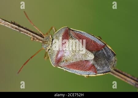 A gorse shield bug (Piezodorus lituratus) of the family Pentatomidae on common broom. August, in the Dutch dunes near the village of Bergen. Stock Photo