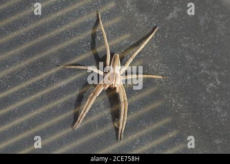 A young nursery web spider (Pisaura mirabilis) on a small solar panel. Family Pisauridae. Netherlands, October Stock Photo