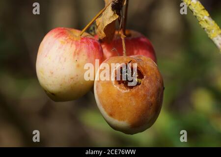 Three small apples and a wasp (Vespula vulgaris), family Vespidae in a Dutch garden. Netherlands August Stock Photo