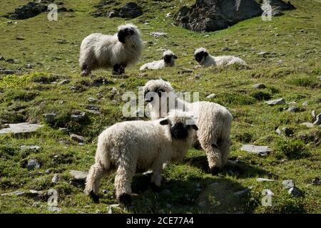 Five Valains Blacknose sheep on a alpine meadow, four lambs and one ewe Stock Photo