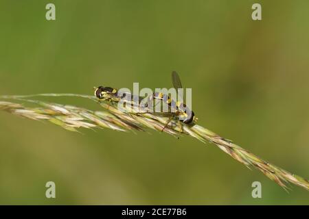 Two long hoverflies (Sphaerophoria scripta),  family Syrphidae on grass in a Dutch garden. Summer, Netherlands, June Stock Photo