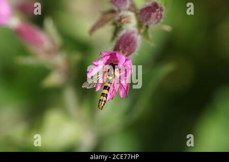 Long hoverfly (Sphaerophoria scripta), family Syrphidae on the flower of a red campion (Silene dioica) in a Dutch garden. Netherlands June Stock Photo