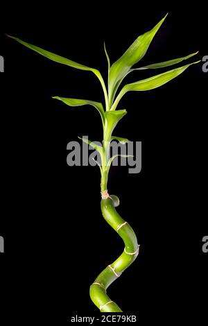 bamboo stalks on black background Stock Photo