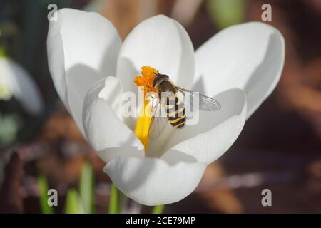 Female hoverfly, Syrphus ribesii, family Syrphid Flies (Syrphidae) on the pistil of the flower of a crocus, family Iridaceae. Netherlands, February Stock Photo