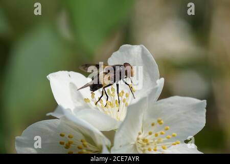 Hoverfly, Pied Plumehorn, White-banded Drone Fly(Volucella pellucens) on the flower of a sweet mock-orange (Philadelphus coronarius). Netherlands June Stock Photo