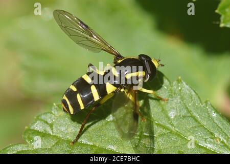 Hoverfly, Superb Dayglower, Xanthogramma pedissequum on a leaf. Family Syrphid Flies (Syrphidae). In a Dutch garden. Netherlands, May Stock Photo
