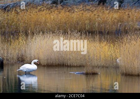 Mute Swan adult bird in the swedish archipelago near Stockholm in autumn Stock Photo