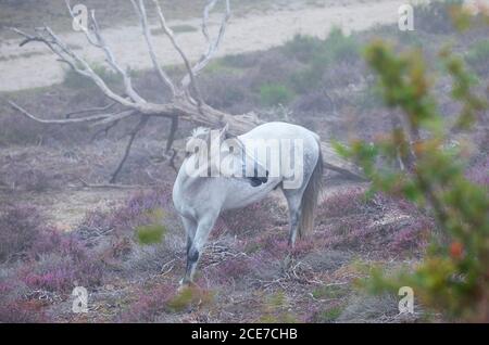 beautiful horse among pink heather and old tree in summer Stock Photo