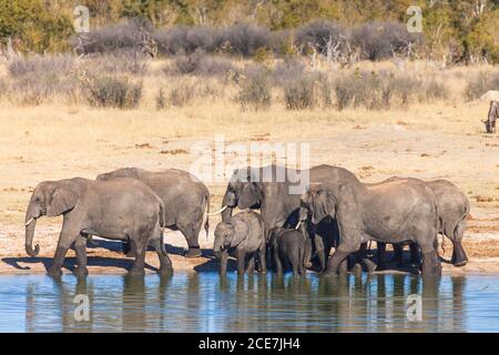 Elephant herd drinking at water hole, Hwange National Park, Matabeleland North, Zimbabwe, Africa