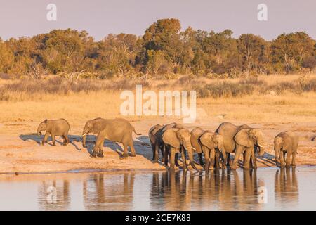 Elephant herd drinking at water hole, eveningHwange National Park, Matabeleland North, Zimbabwe, Africa