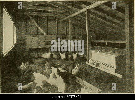 . Agriculture; a text for the school and the farm . nd, one henmay be released, or given a new supply, and the fertileeggs distributed among the others. Care of newly hatched chicks.—The chicks firsthatched from a setting should be removed from the nestin about twenty-four hours. If they are not, they will beginto leave the nest themselves, and the hen is likely to desertthe nest before all the eggs are hatched. The chicks mustbe kept warm and comfortable until the mother is ready forthem. POULTRY 357 When the hatching is done in an incubator, the chicksare left for twenty-four hours after hat Stock Photo