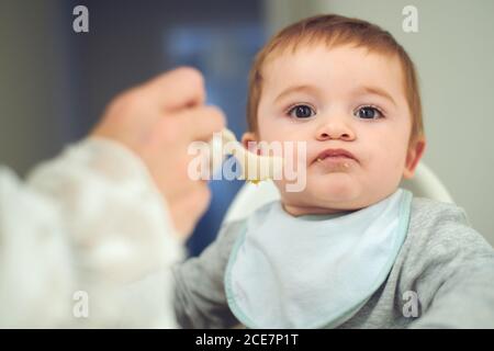 Adorable little baby sitting on high chair and eating fresh avocado from spoon held by crop anonymous mother Stock Photo